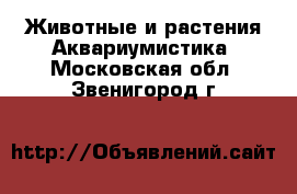 Животные и растения Аквариумистика. Московская обл.,Звенигород г.